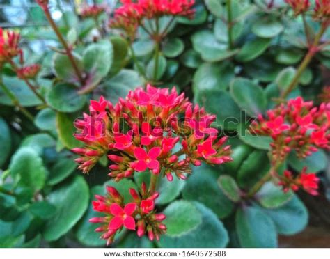 Red Beautiful Pathorkuchi Flower Bryophyllum Pinnatum Stock Photo