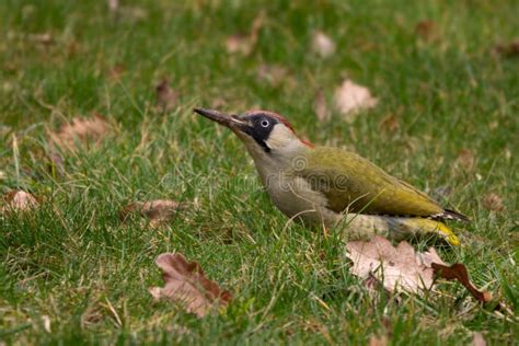 Eurasian Green Woodpecker Picus Viridis Beautiful Green Shy