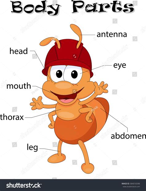 Ant Body Parts Animal Anatomy English Stock Vector 584016598 - Shutterstock