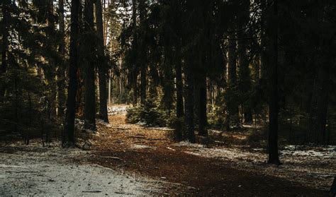 Landscape Photography of Forest Trees · Free Stock Photo