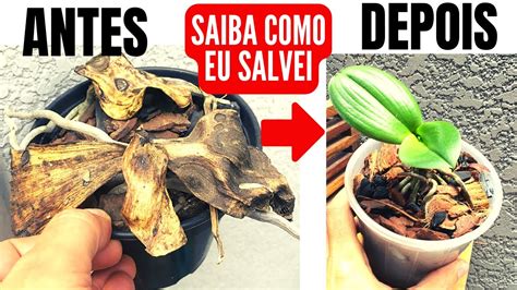 SALVANDO ORQUÍDEA MUITO DOENTE FOLHAS SECAS e MORRENDO YouTube