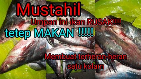 Umpan Ikan Patin Paling Mustahil Ikan Luka Pun Tetap Makan Youtube