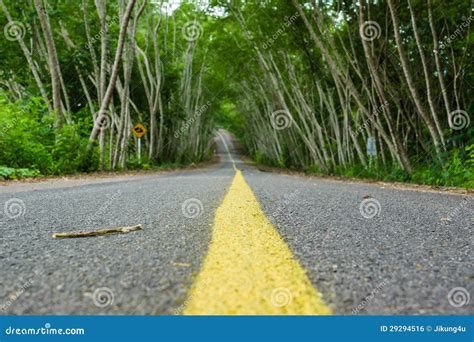 Road in tree tunnel stock photo. Image of journey, landscape - 29294516