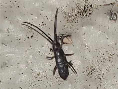 Tiny Gray Bug Florida Pogonognathellus Bugguide