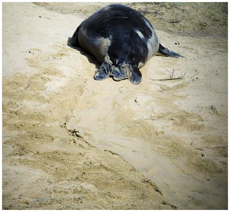 Elephant Seals - Homegrown Adventures