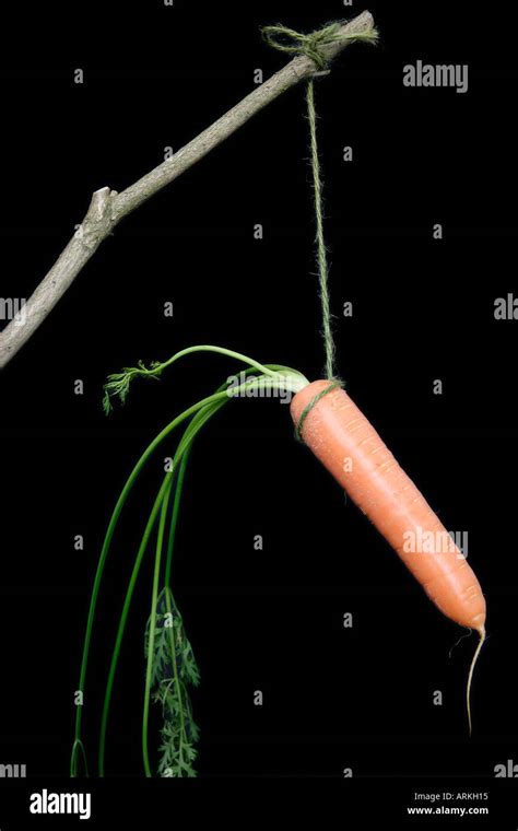 Carrot On A Stick Stock Photo Alamy