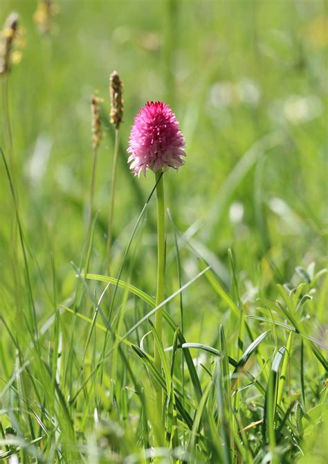 Cornelias Kohlr Schen Westalpen Kohlr Schen Nigritella Ni Flickr