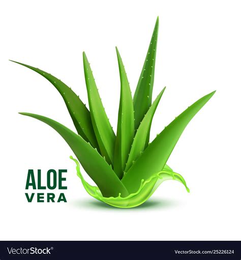 Natural Medicine Foliage Plant Aloe Vera Vector Image