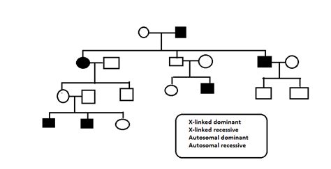 Pedigree Analysis How To Solve A Genetic Pedigree Competitors Point