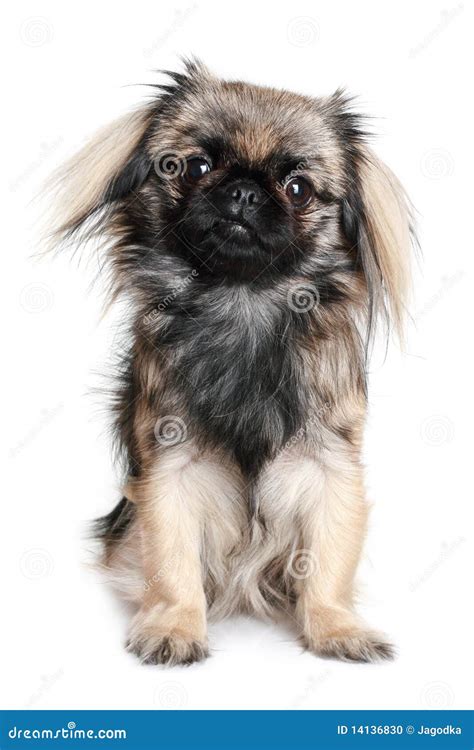 Pekingese dog stock photo. Image of portrait, chinese - 14136830