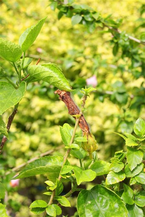 Moldee En El Chino Secado Color De Rosa O El Sinensis De Rosa Del