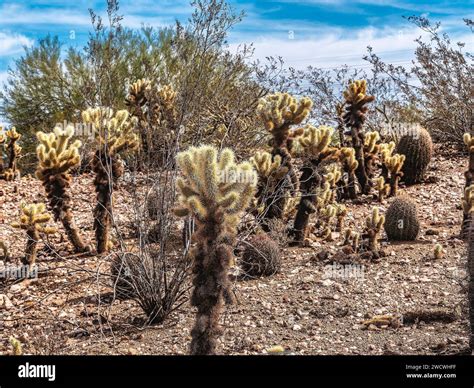 Cacti in Phoenix desert botanical garden, Arizona, USA Stock Photo - Alamy