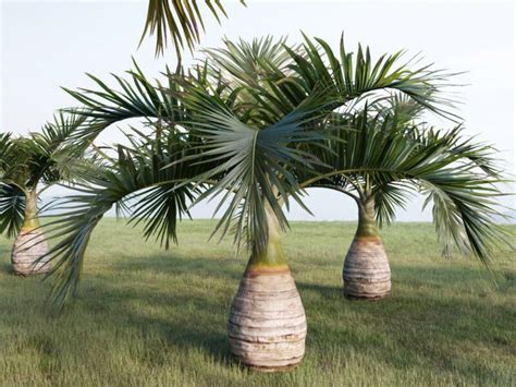 Hyophorbe Lagenicaulis PLANTS WHITSUNDAY