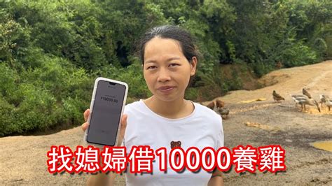 找媳婦接了10000資金周轉，養雞成本1個月固定支持2萬元，這成本太嚇人了【石頭記事】 Youtube