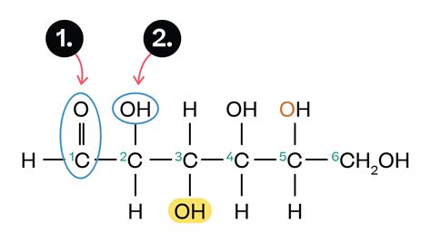 Carbohydrates Types Structure And Function Biology Explanation And Exercises Evulpo