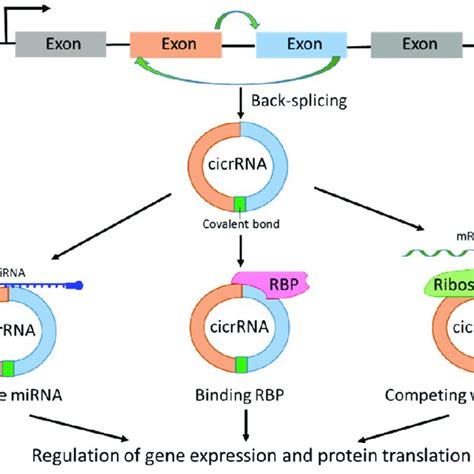 Biogenesis And Functions Of Circrnas Circrna Is Produced By