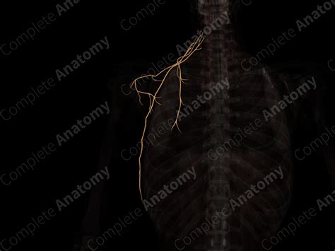 Supraclavicular Branches of Brachial Plexus (Left) | Complete Anatomy