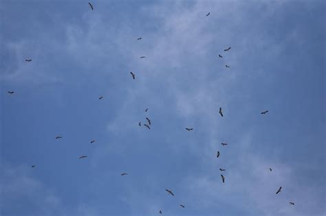 Premium Photo Farmouthed Bird Flocks Of Flying Gather In The Sky