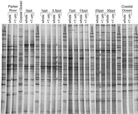 Dgge Gel Of Pcr Ampli Fi Ed 16s Rdna Genes From Samples Collected Along Download Scientific