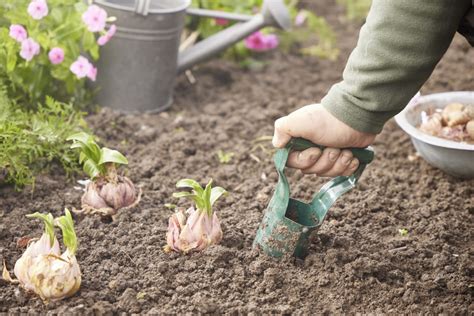 Plantoir Bulbes Spear Jackson Chez Gamm Vert