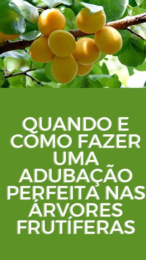 Quando E Como Fazer Uma Aduba O Perfeita Nas Rvores Frut Feras