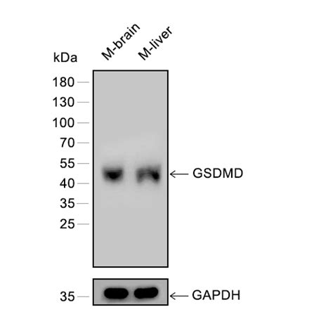 gsdmd antibody medchemexpress