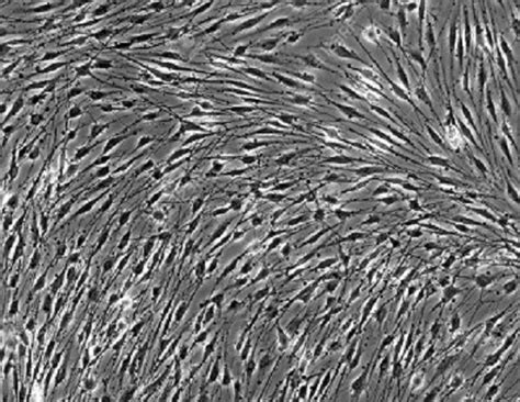 Neuromics Human Astroglia And Schwann Cells Bbb Model
