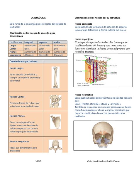 Osteolog A Resumen De Tipos De Huesos Osteol Gica Es La Rama De