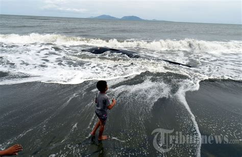 Ikan Paus Terdampar Di Pantai Alue Naga Aceh Foto