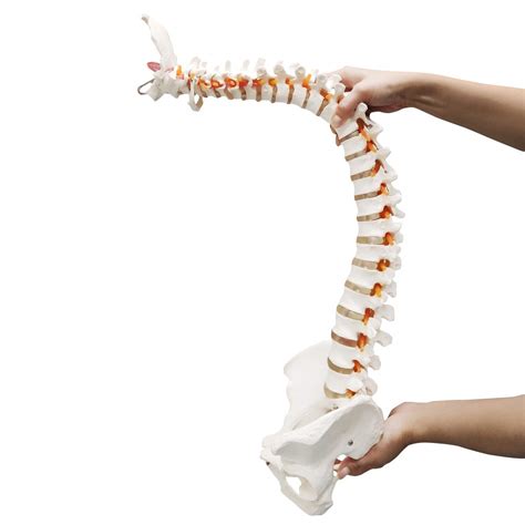 Buy Ultrassist Life Size Human Spine Model Flexible Spinal Cord