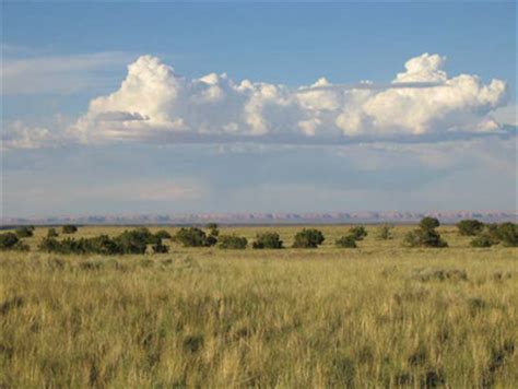 Grasslands of the American Southwest - Introduction and Grassland Types ...