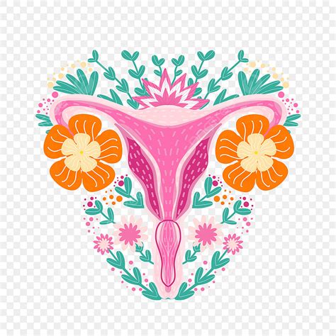 Reproductive Organs Hd Transparent Cartoon Hand Drawn Reproductive