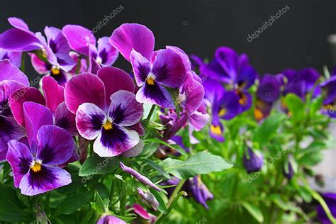 Heartsease. Fresh flower garden — Stock Photo © Rozaliya #1390448