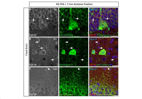 Representative Examples Of Double Immunofluorescence Staining Of