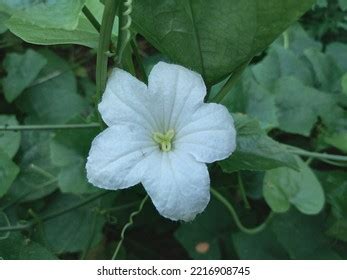 1,552 Coccinia Grandis Flower Images, Stock Photos & Vectors | Shutterstock