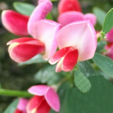 Cytisus Scoparius Eva Edelginster Dorothy Eva