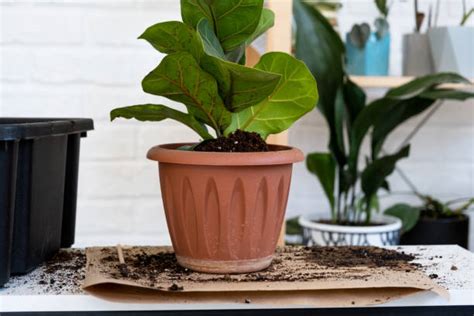 Fiddle Leaf Ficus Care Your Complete Guide Plantology Usa