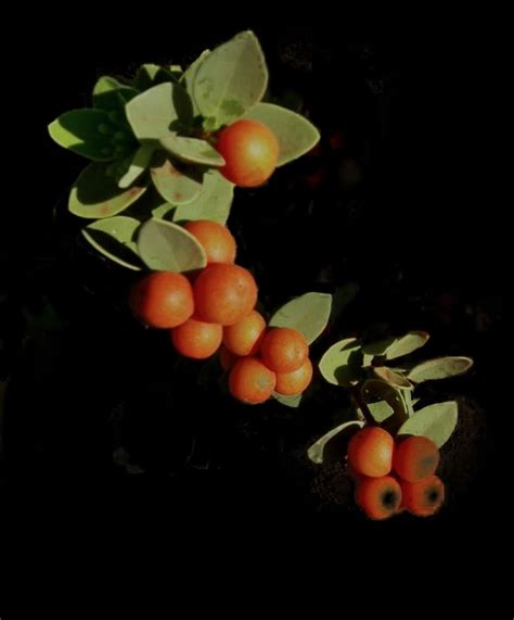 'akia (Native Plants of Kealia Pond National Wildlife Refuge) · iNaturalist