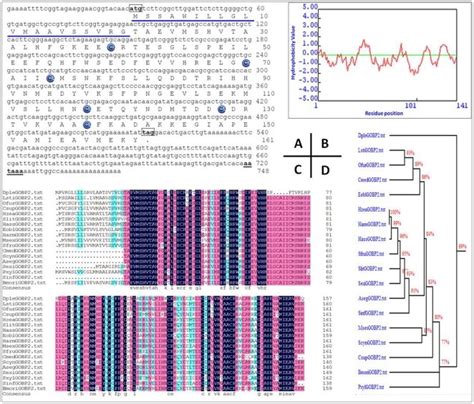 A Nucleotide Sequence And Deduced Amino Acid Sequence Of The