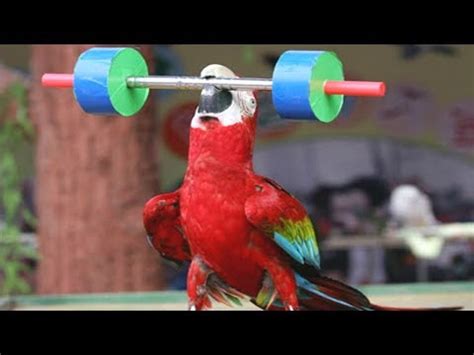 FUNNIEST PARROTS - Cute Parrot And Funny Parrot Videos Compilation [BEST OF] | Parrots | Know ...