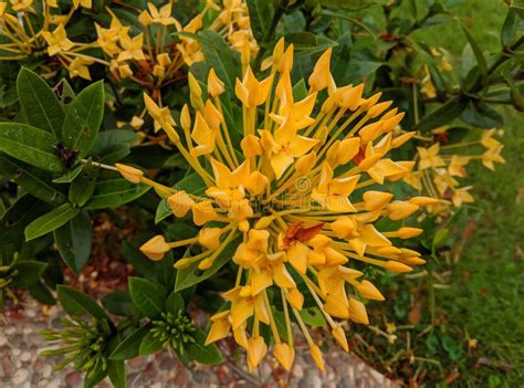 Close Up Of Beauty Yellow Flower In Garden With Leaf Very Fresh Stock