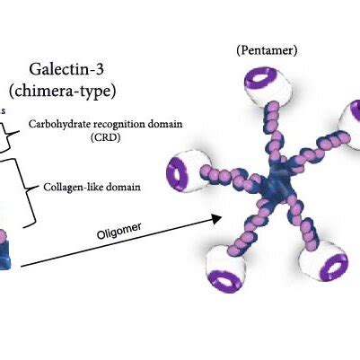 Schematic Representation Of Structure And Functions Of Galectin 3 A