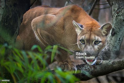 A Puma Mountain Lion Crouching On A Tree Waiting To Pounce Stock Photo