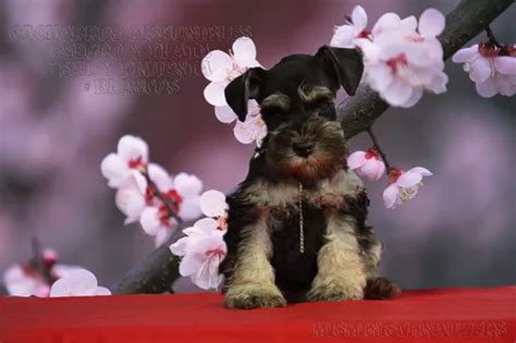 Schnauzers Negro Y Plata Cachorros Hembra Misminischnauzers