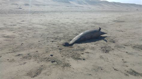 Video Hallan Lobos Marinos Y Delfines Muertos En Playa De Puerto