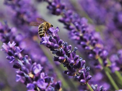 Floración de la Lavanda en Brihuega Central de reservas Sierra de