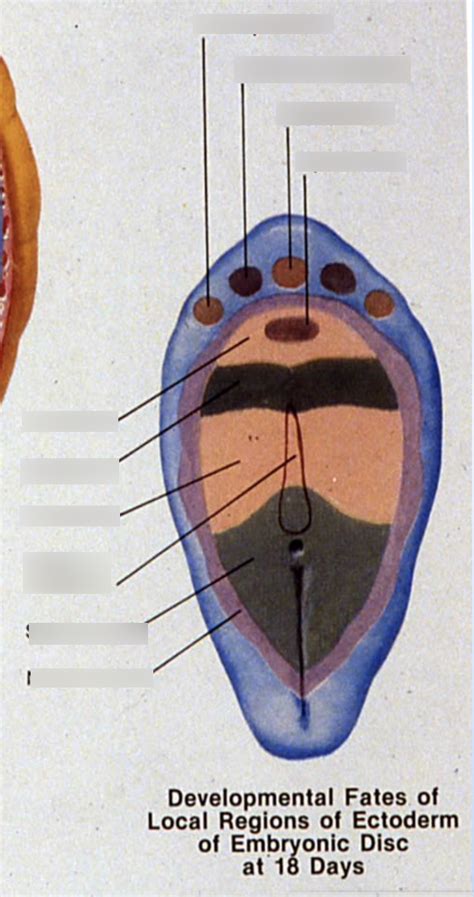 Developmental Fates of Local Regions of Ectoderm of Embryonic Disc at ...