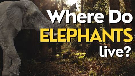 Where Do Elephants Live Exploring The Natural Habitats Of Elephants