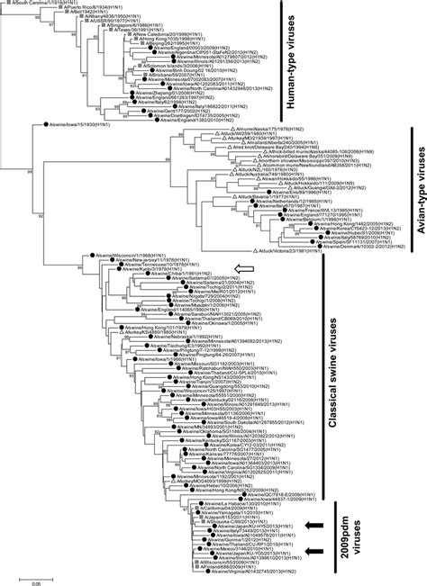 Phylogenetic Tree Of The Ha Gene Of H1 Viruses The Nucleotide