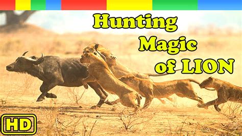 Lion Story Hunting Magic Of Lion Pride Nat Geo Wild Documentary HD